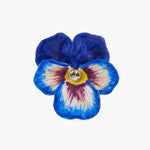 Thousand Pansies Blue pansy and faceted crystal cocktail ring - Blue
